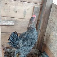 Galletto Marans di 6 mesi