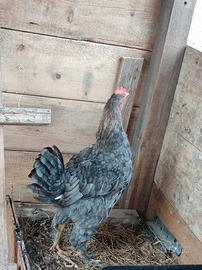 Galletto Marans di 6 mesi