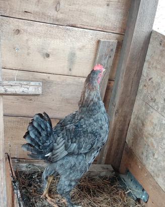 Galletto Marans di 6 mesi
