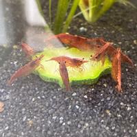 Neocaridine Red Cherry