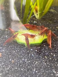 Neocaridine Red Cherry