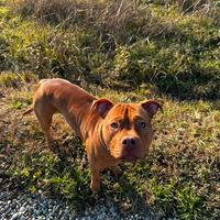 American pitbull terrier. Red nose
