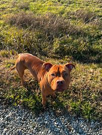American pitbull terrier. Red nose