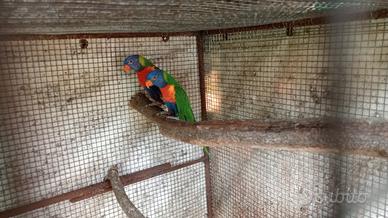 Coppia di lori arcobaleno moluccano