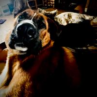 Cane incrocio boxer albino pastore tedesco