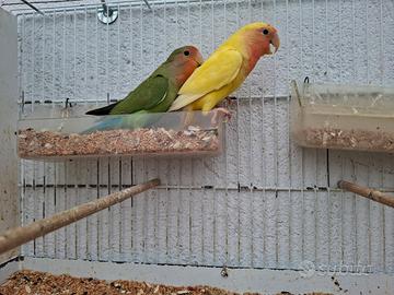 Inseparabili agapornis roseicollis