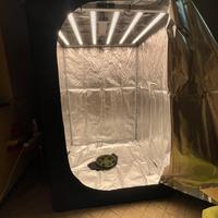 Grow box completa di lampade led nuovossime