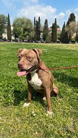 Pittbul da monta