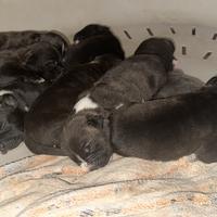 Cuccioli amstaff/corso