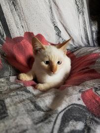 Gattini Siamesi Simil