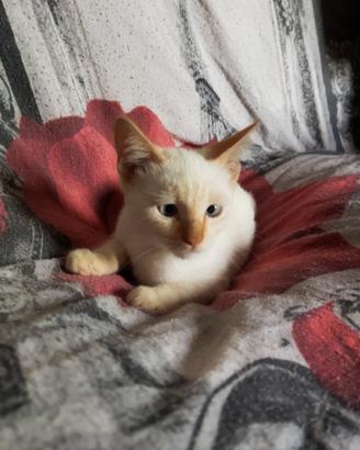 Gattini Siamesi Simil