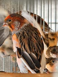 Canarini portoghesi arlecchino