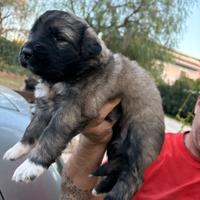 Cuccioli pastore del Caucaso