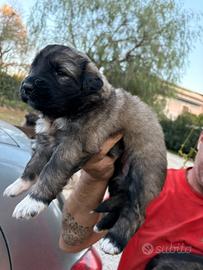 Cuccioli pastore del Caucaso