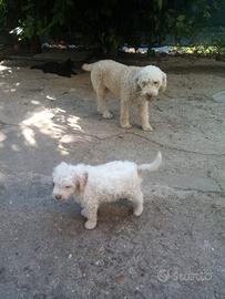 Cucciolo Lagotto romagnolo