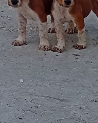 Cuccioli di segugio maremmano