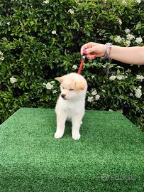 Perfetto Shiba Inu