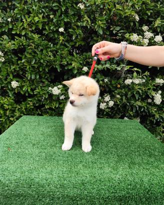Perfetto Shiba Inu