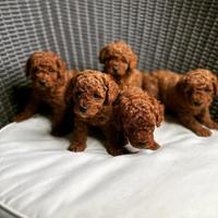 Barboncino cuccioli mini e Toy red quasi tre mesi