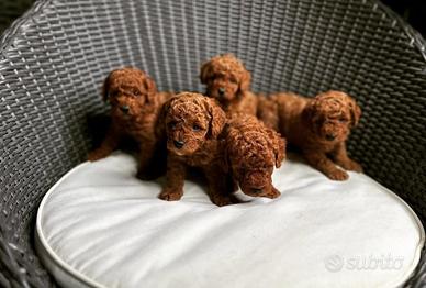 Barboncino cuccioli mini e Toy red quasi tre mesi