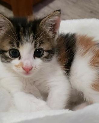 Femmina Gattina metà siberiana 2 mesi