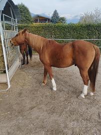 Castrone quarter/haflinger