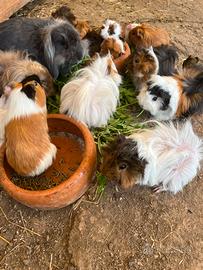 Cavia peruviana porcellino d'india