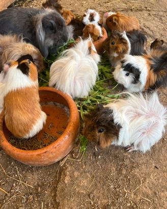 Cavia peruviana porcellino d'india