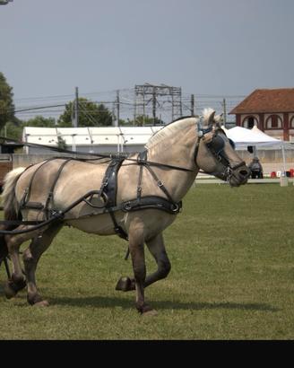 Cavallo