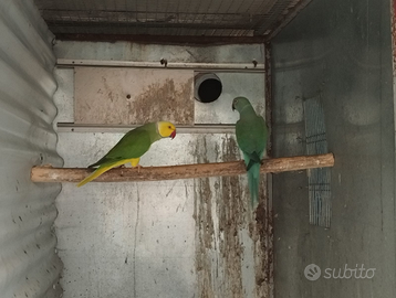 Parrocchetti dal collare