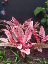 Piante acquatiche per acquari e laghetti.