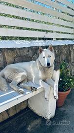 Husky Siberiano