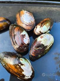 Cozza d'acqua dolce per laghetti