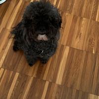 Barboncino per monta