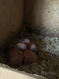 Pulli parrocchetto dal collare