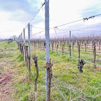 Pali per vigna in ferro gratis