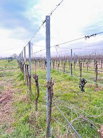 Pali per vigna in ferro gratis