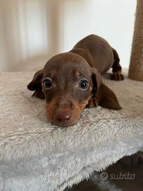 Cuccioli di bassotto