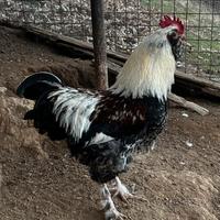 Gallo