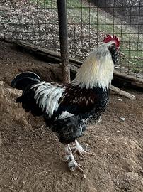 Gallo
