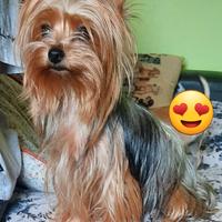 Cuccioli di yorkshire nati il 22/2/2026