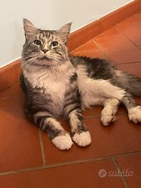 Maine Coon
