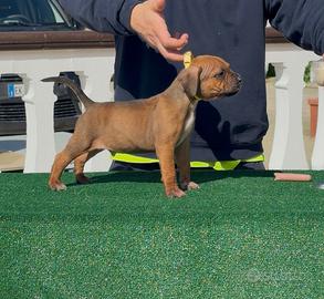 America Pit Bull Terrier