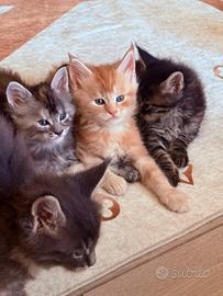 Main Coon cucciolo