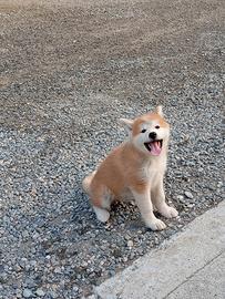 Cucciola Akita Inu