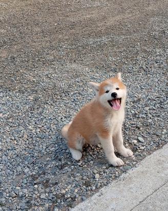 Cucciola Akita Inu