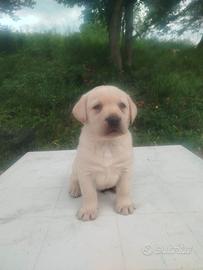 Labrador retriever