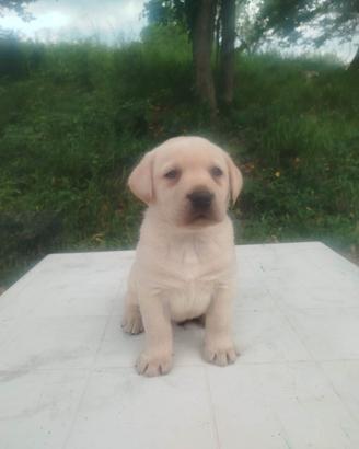 Labrador retriever