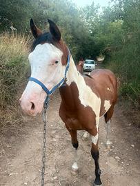 Puledro paint