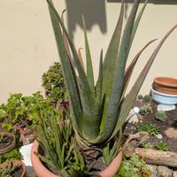 Piante e piantine grasse di Aloe vera